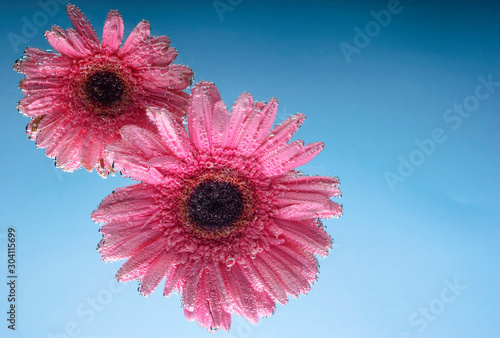 pink gerbera flowers, with air bubbles on the petals, under water, on a multi-colored background. March 8 concept. International Women's Day
