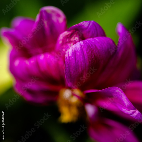 beautiful purple flower in garden at bright sunny day