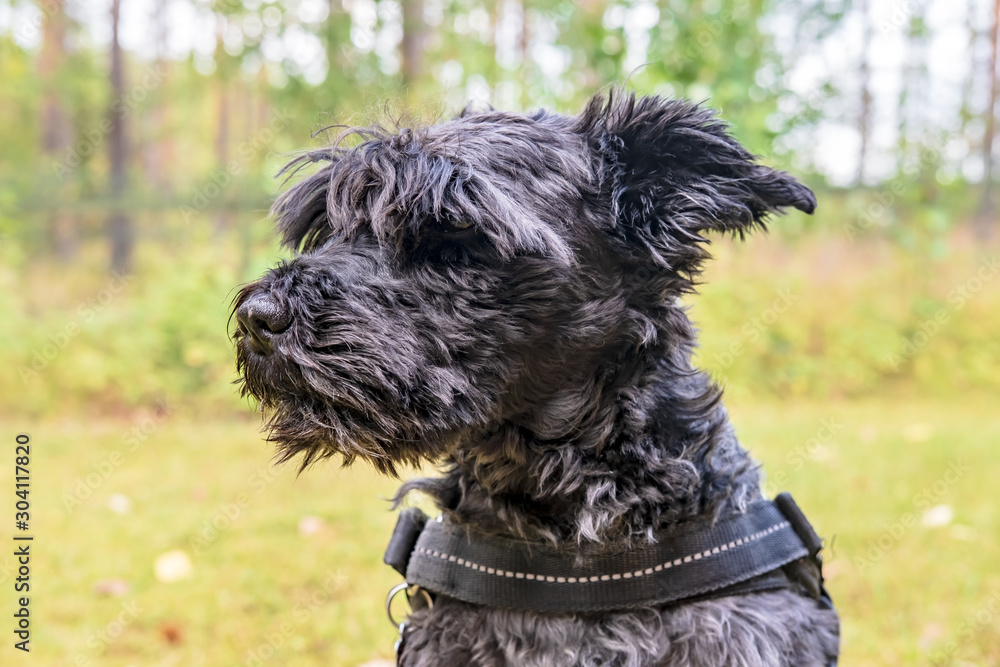 Cute shaggy schnauzer is sitting in the yard and is carefully looking to the side.