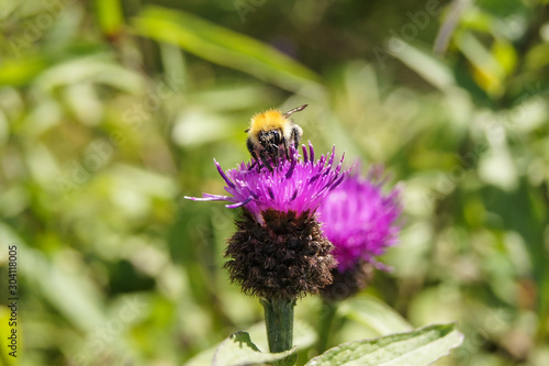 Close-up of a bumblebee pollinating a thistle © 13threephotography