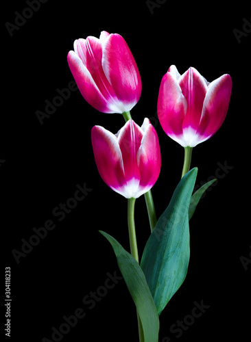 tulipanes rosas aislado en fondo negro