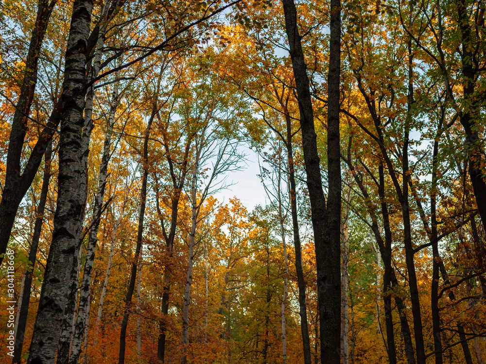 Bright autumn foliage on trees and on the ground in a city park. The sky shines through the foliage. Weekend in nature.