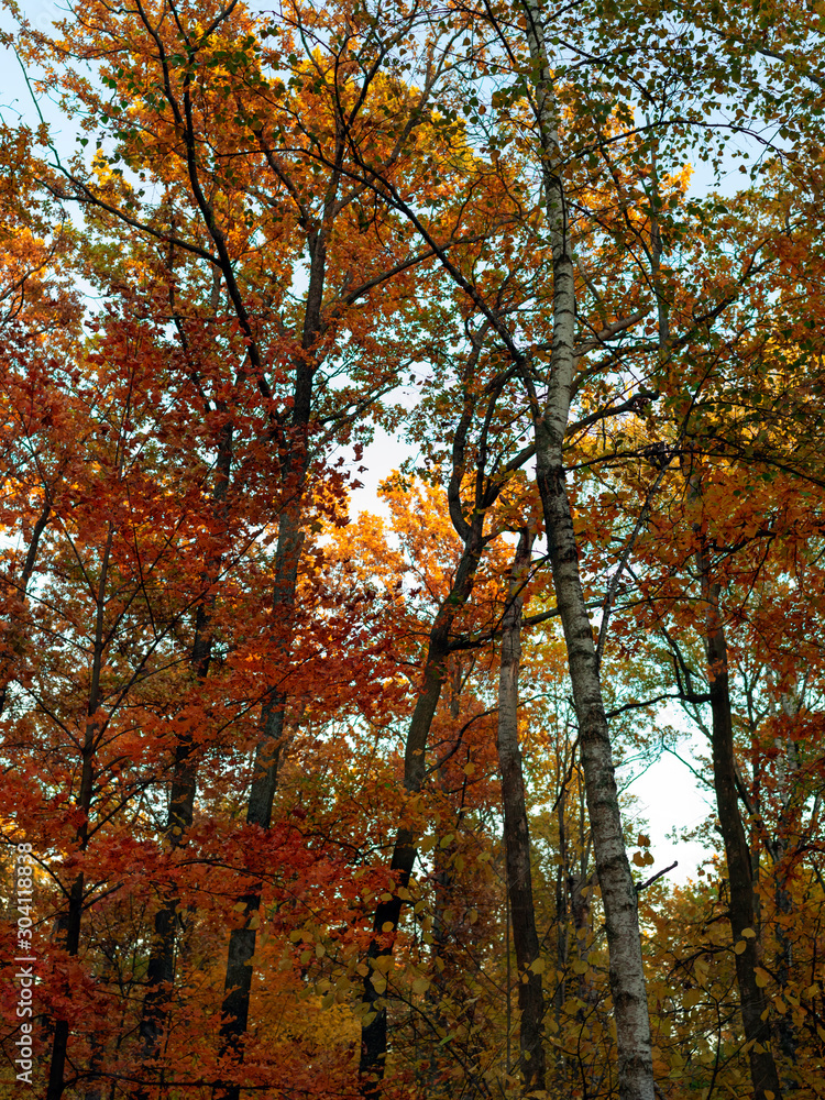 Bright autumn foliage on trees and on the ground in a city park. The sky shines through the foliage. Weekend in nature. Bright autumn foliage on trees and on the ground in a city park. The sky shines through the foliage. Weekend in nature.