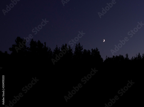 Pine trees and the moon. Night moon landscape. Silhouettes of trees against a clear night sky. Bright young half of the moon and stars on the dark evening sky.