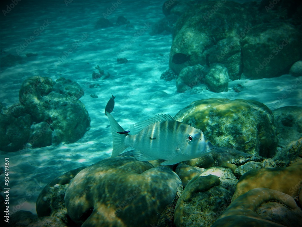 Fototapeta premium Fisch