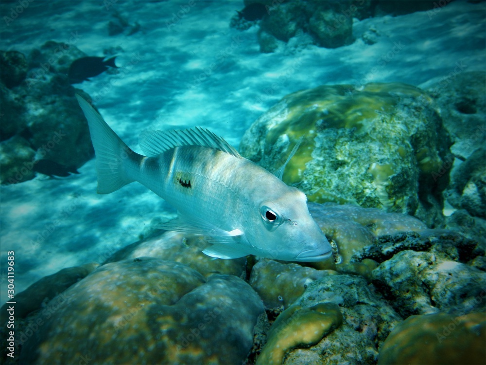 Fototapeta premium Fisch