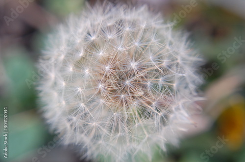 dandelion on a background