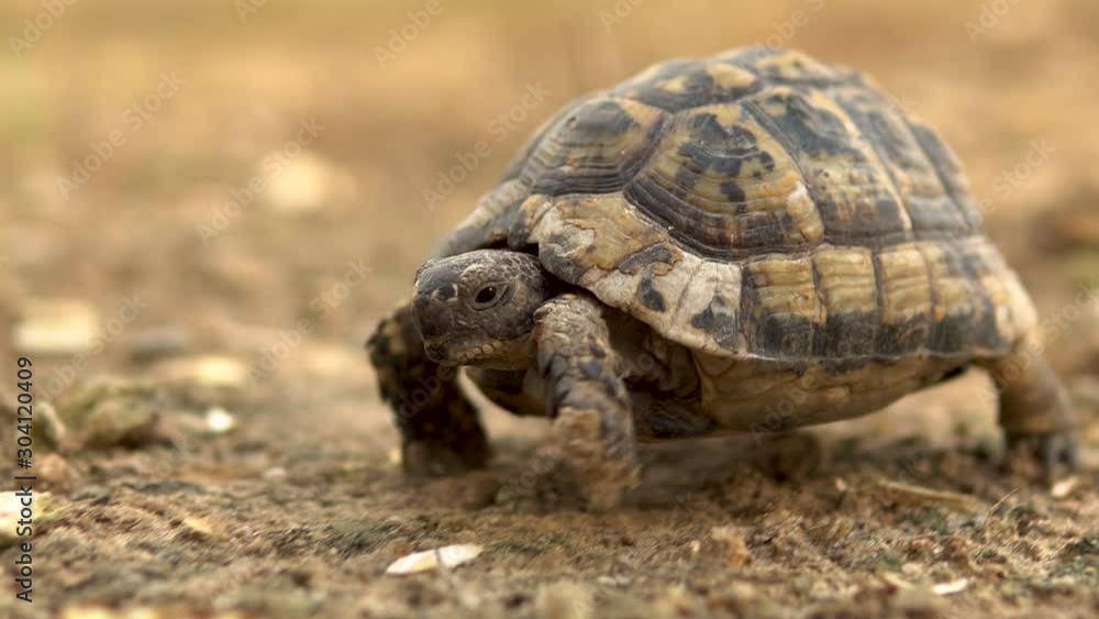 The little turtle is crawling. Wild nature. The turtle is slowly crawling. Side view The little turtle is crawling. Wild nature. The turtle is slowly crawling. Side view