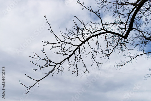 Dry branches of trees in autumn  clear background