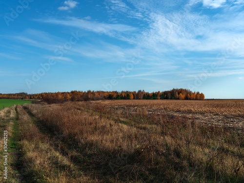 Dirt road between fields in the countryside on a clear autumn day. Tall dry bruised grass. Autumn rural landscape. Sky and clouds.