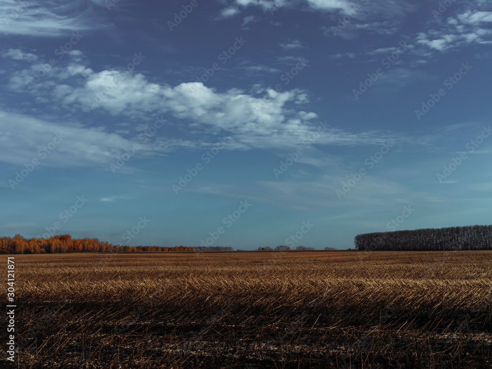 Autumn landscape outside the city. Harvested wheat on the field. Blue sky and white clouds.