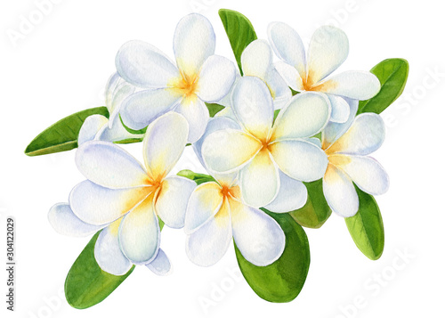 summer tropical flowers, plumeria on isolated white background, watercolor illustration, hand drawing photo