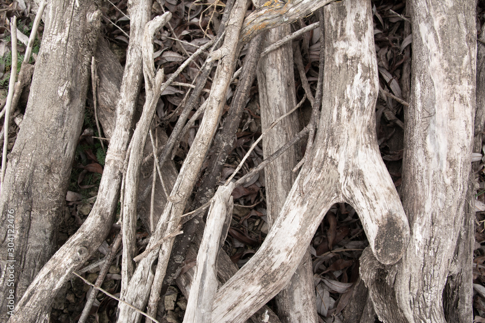 Driftwoods. Grey tree branches lying over the water, dry dead wood in a lake Driftwoods. Grey tree branches lying over the water, dry dead wood in a lake