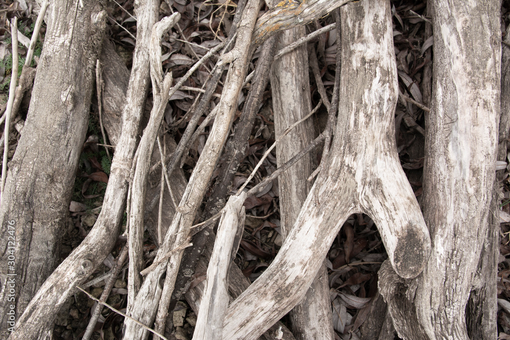 Driftwoods. Grey tree branches lying over the water, dry dead wood in a lake