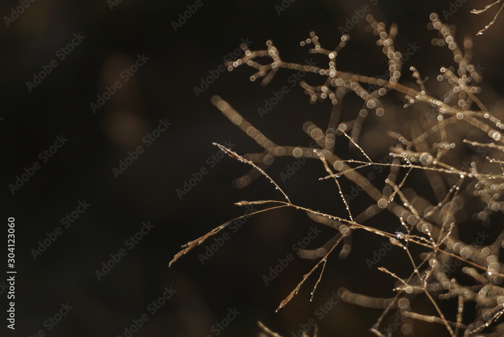 Morning dew on dry grass at the natural morning sunlight. Autumn grass background Morning dew on dry grass at the natural morning sunlight. Autumn grass background