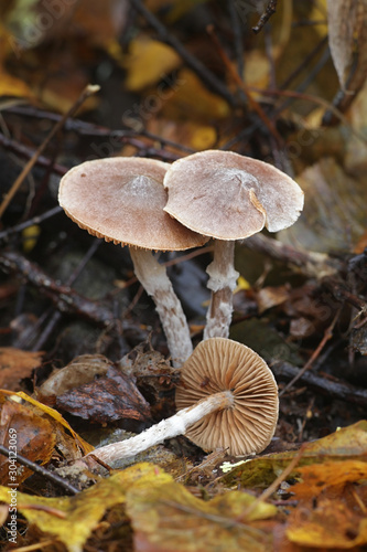 Cortinarius flexipes, known as the Pelargonium Webcap, wild mushroom from Finland photo