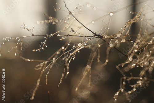 Morning dew on dry grass at the natural morning sunlight. Autumn grass background 