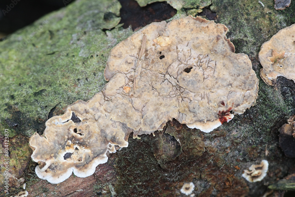 Stereum rugosum, known as bleeding broadleaf crust, wild fungi from Finland