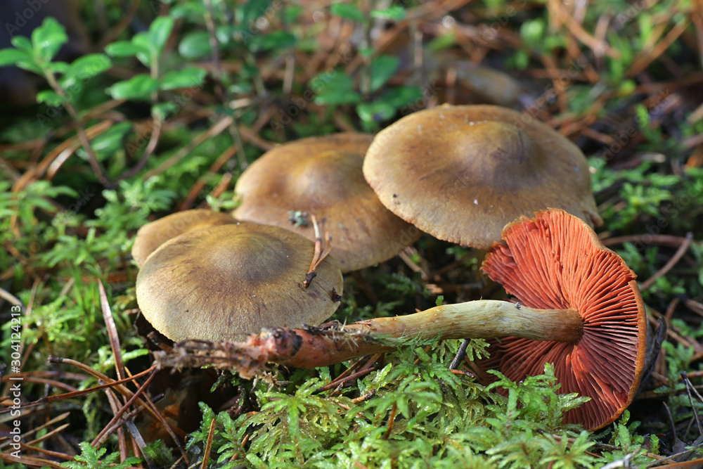 Cortinarius semisanguineus, known as surprise webcap or red-gilled webcap, wild mushroom from Finland Cortinarius semisanguineus, known as surprise webcap or red-gilled webcap, wild mushroom from Finland