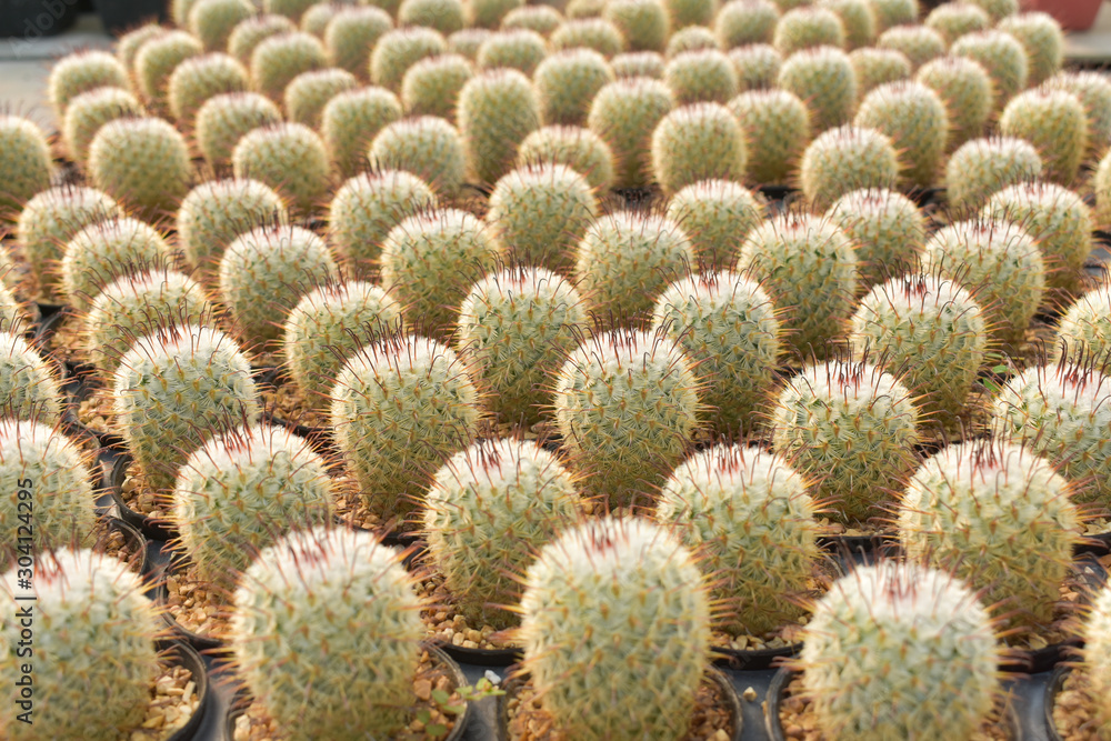 cactus, cactus background, cactus from Thailand country cactus, cactus background, cactus from Thailand country