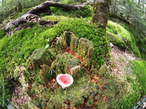 Red mushroom in Japanese highland forest photo