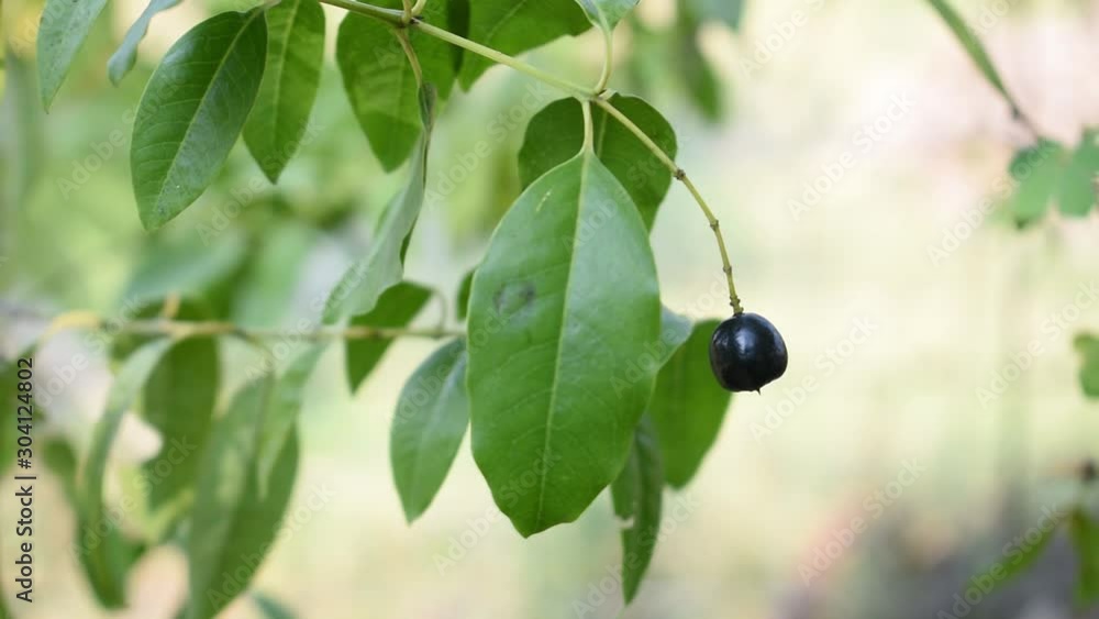 Ripe and Dried Sandalwood fruit Santalum Album video Ripe and Dried Sandalwood fruit Santalum Album video