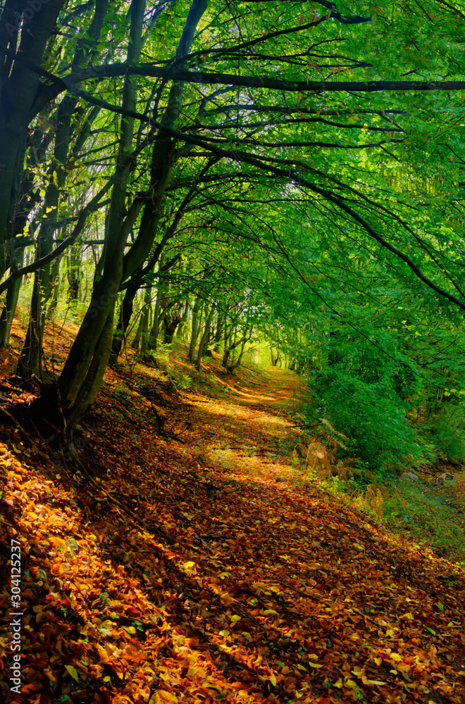 Fototapeta premium Autumn forest in the sunlight and shadows falling from the trees. Trees and dry, yellow leaves on forest floor. Warm soft light, breaking through the foliage of the autumn forest.