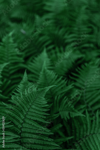 Green leaves of fern. A plant in the forest. Background