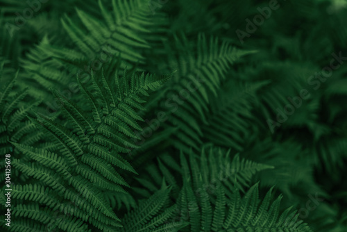 Green leaves of fern. A plant in the forest. Background