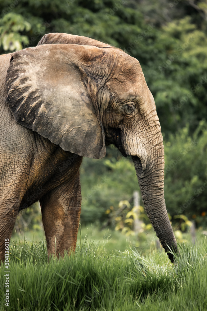 Fototapeta premium elephant in zoo