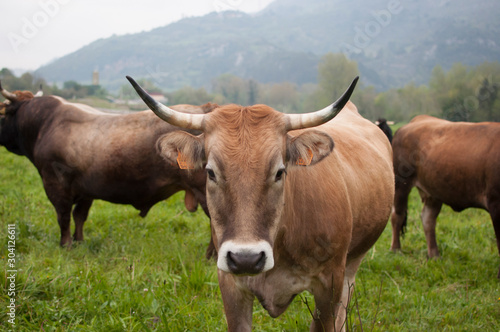 Vaca con cuernos largos en el campo