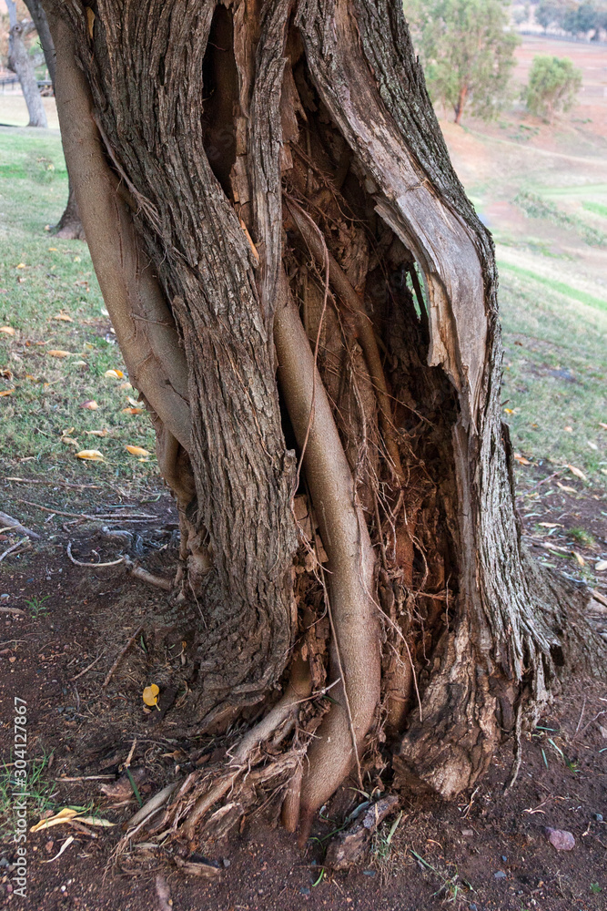 Tree Trunks