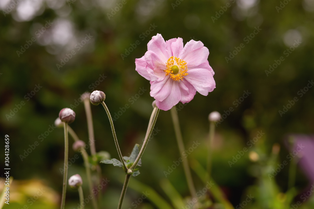 Pink flowers of Anemone growing in the garden. Pink flowers of Anemone growing in the garden.