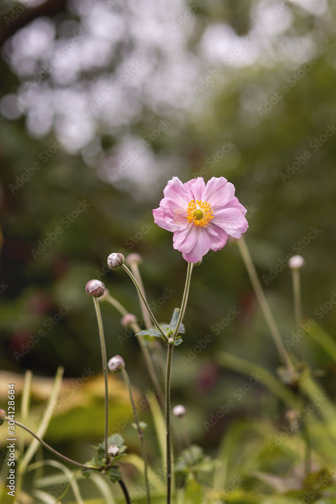 Pink flowers of Anemone growing in the garden. Pink flowers of Anemone growing in the garden.