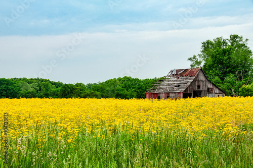 Old Barn in Yellow Flowers