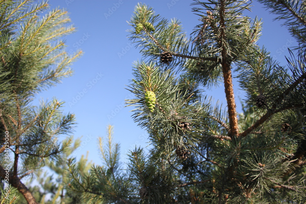 Branches of pine with cones against the sky Branches of pine with cones against the sky
