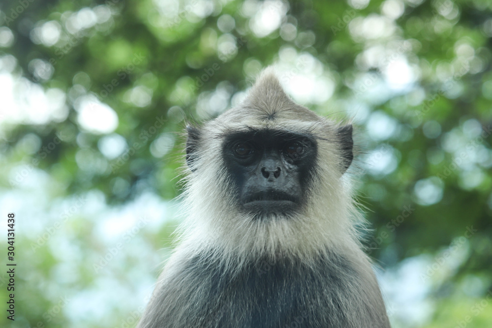 Gray Langur Indian Hanuman Specie of Monkey Looking at Camera