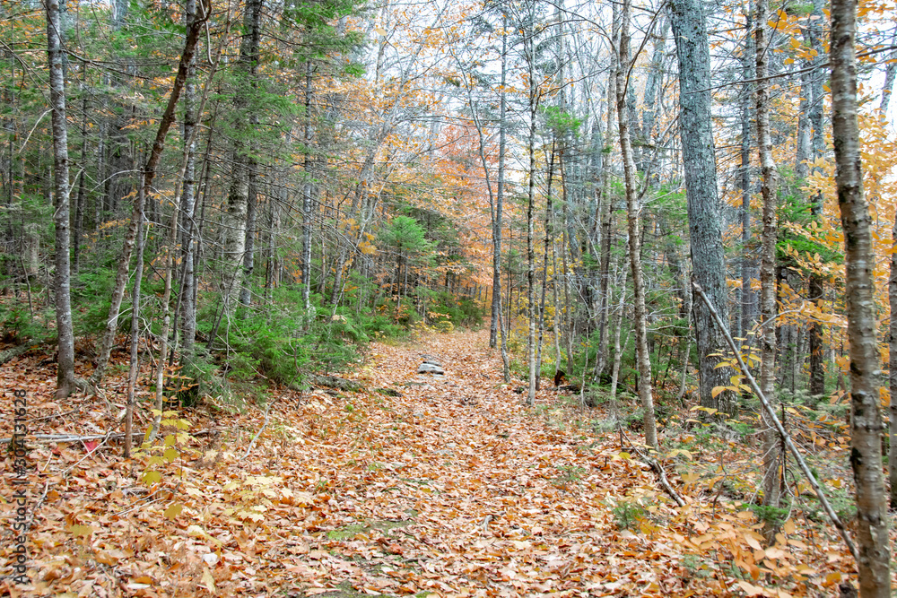 Obraz premium Hikers Path