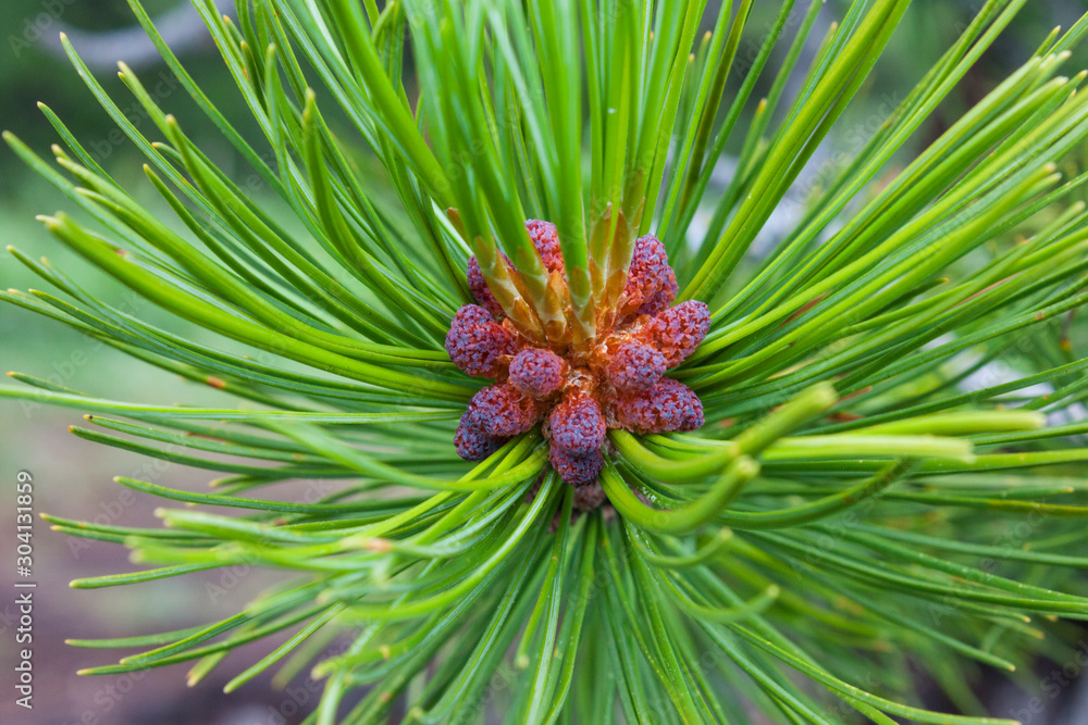 Pine or cedar branch with buds, needles, needles close-up Pine or cedar branch with buds, needles, needles close-up