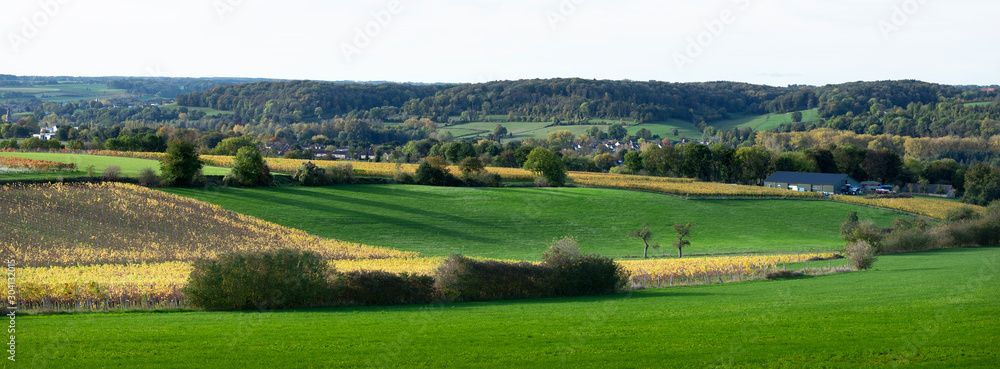 autumn viniyards and rural landscape in dutch province of south limburg on sunny day