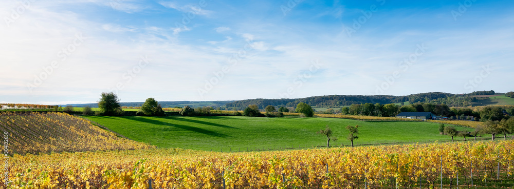 autumn viniyards and rural landscape in dutch province of south limburg on sunny day - obrazy, fototapety, plakaty 