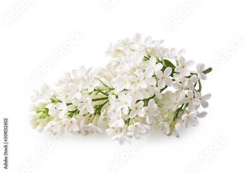 Beautiful branch of white lilac flowers isolated on a white background