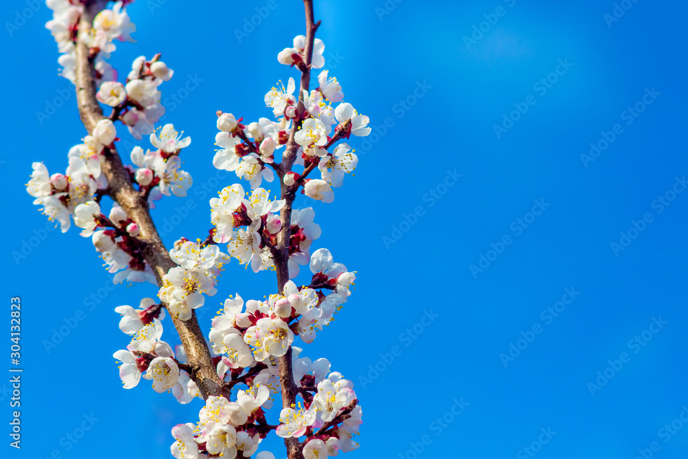 Apricot branch with delicate white flowers on a blue sky background. Copy space_