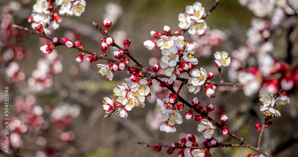 Apricot branch with delicate pink flowers on a mottled background in sunny weather_ Apricot branch with delicate pink flowers on a mottled background in sunny weather_