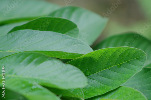 heap of fresh guava leaves background, Leaves of guava close up macro isolated 