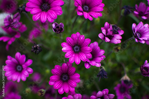 flores violetas en primavera © bernat
