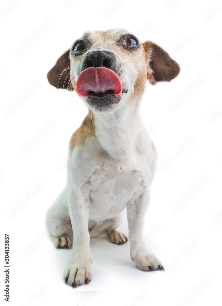 Tongue out silly bully dog on white. Funny Jack russell terrier having fun Stock Photo | Adobe Stock Tongue out silly bully dog on white. Funny Jack russell terrier having fun Stock Photo | Adobe Stock