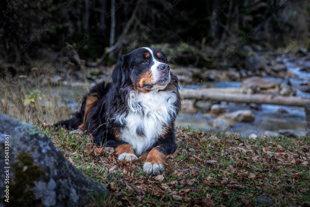 Big beautiful dog Bernese mountain dog breed autumn in the mountains.