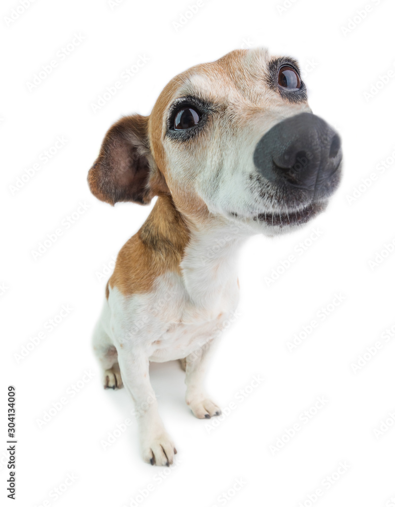 Dog muzzle jack russell terrier cheap