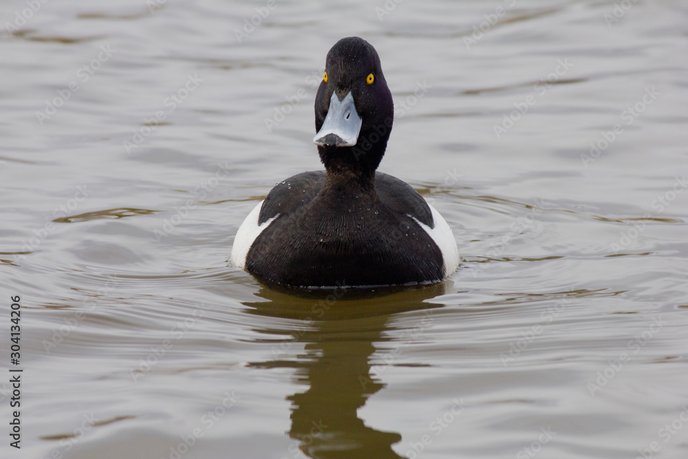 Fototapeta premium A closeup of a tufted duck 
